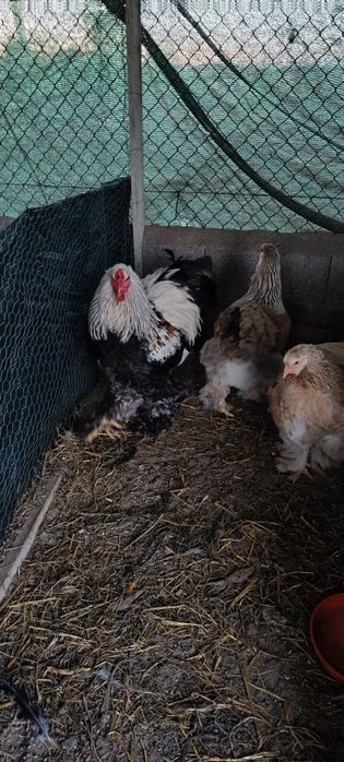 Ovos Galados Brahma Salmão