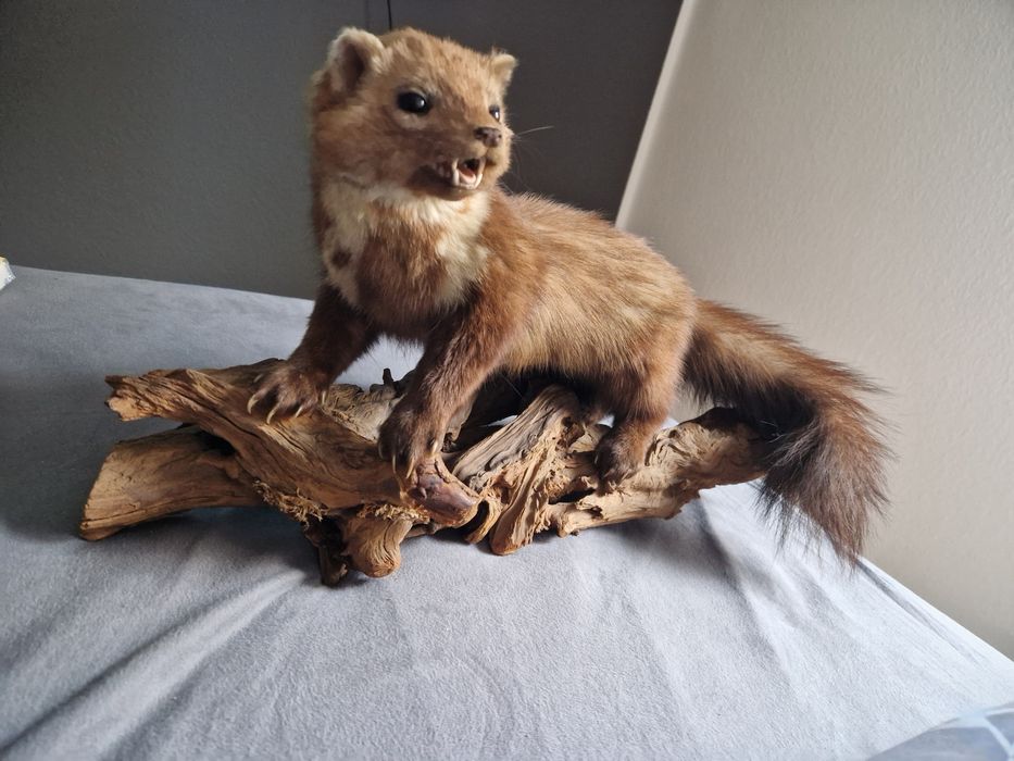 Wypchana kuna na drewnie – idealny prezent świąteczny dla myśliwego