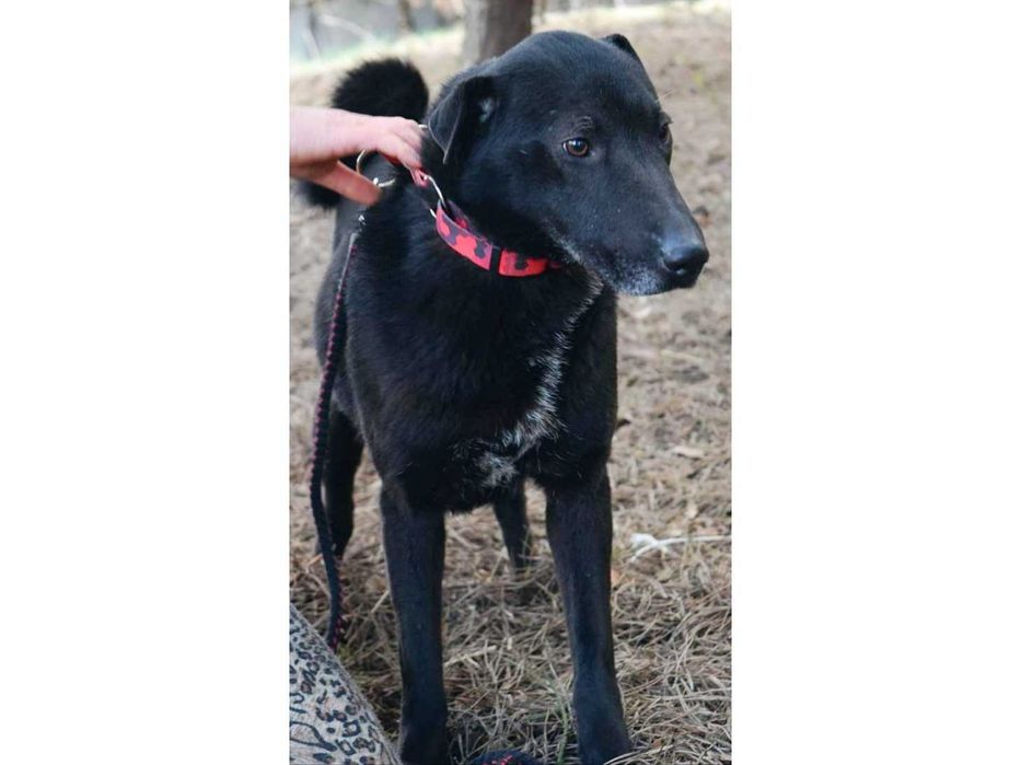 PRZYJAZNA, średnia suczka- może być DO BLOKU