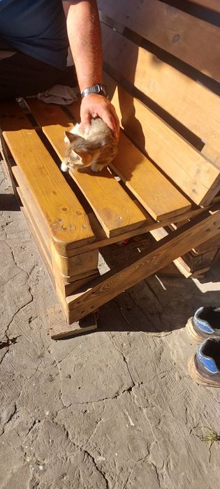 Котик в добрі руки