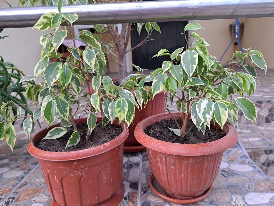 Продаю вазон фікус.