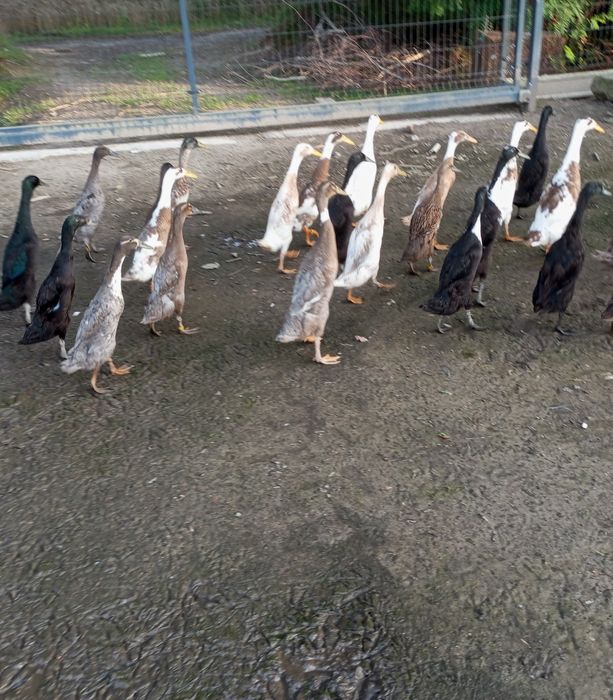 Kaczki biegusy indyjskie samce