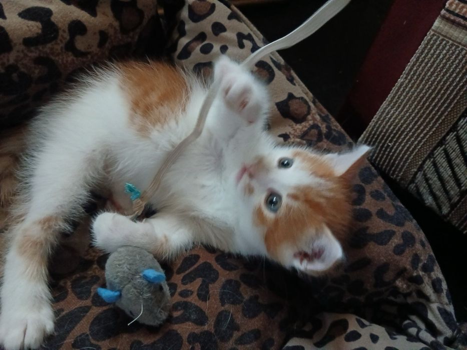 котики у добрі руки