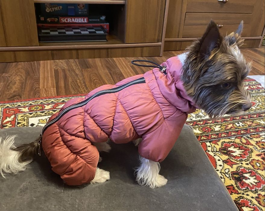 Комбінезон для собак Dogs Bomba