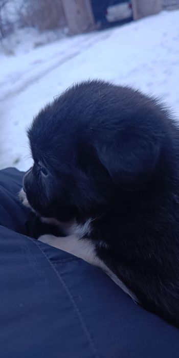 Oddam szczeniaki za darmo