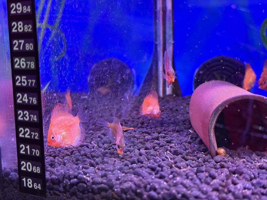 Disco Red turquesa, chekerboard , sribblet e azul turquesa cobalto