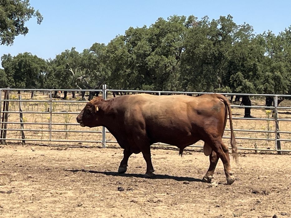 Touro  Aberdeen Angus