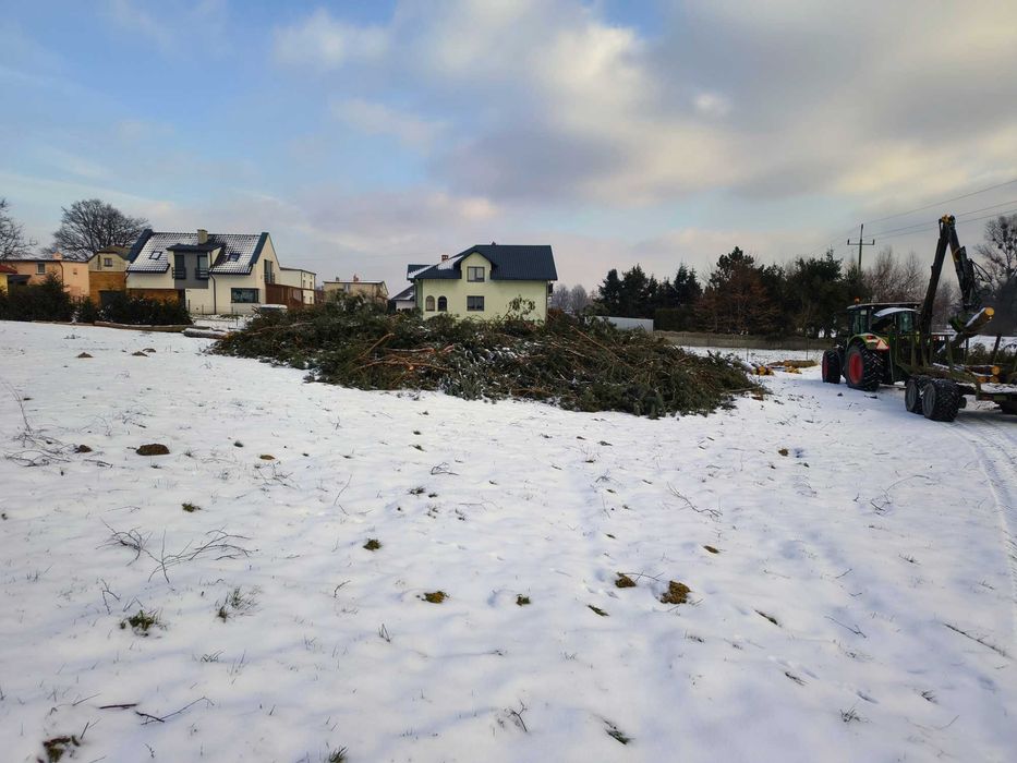 Gałęzie - Sosna, brzoza