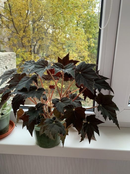 Фиалка, сансевиерия, фикус, хлорофитум, бегония и др.