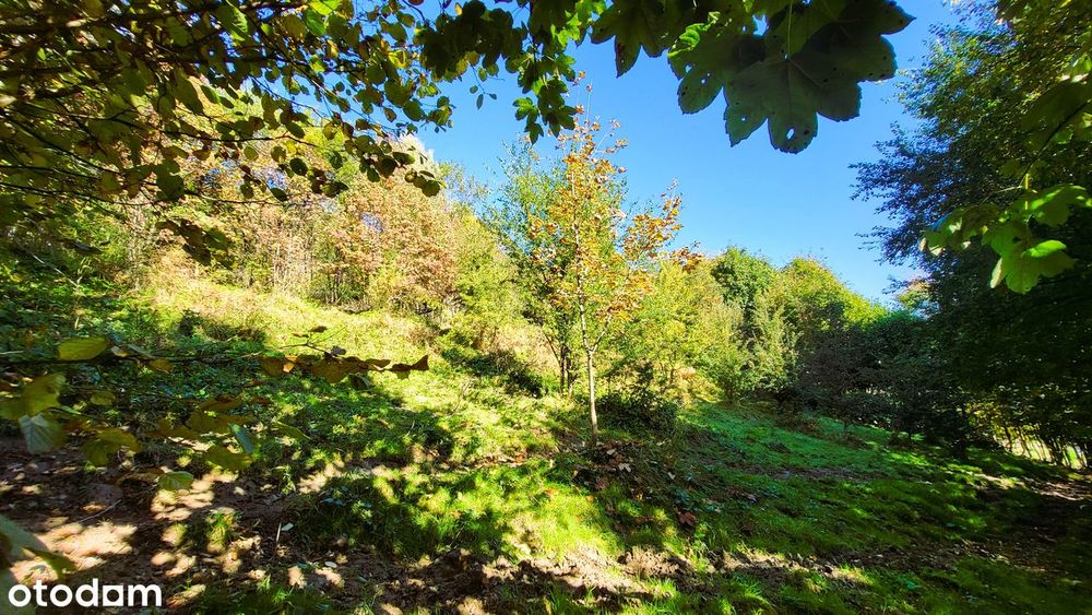 Istebna | 4000 m² | Złoty Groń | REZERWACJA
