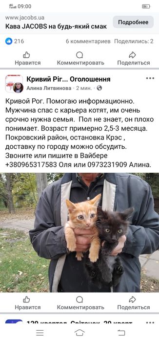 Красивые котята даром. Кот. Кошка. Котенок. Бесплатно