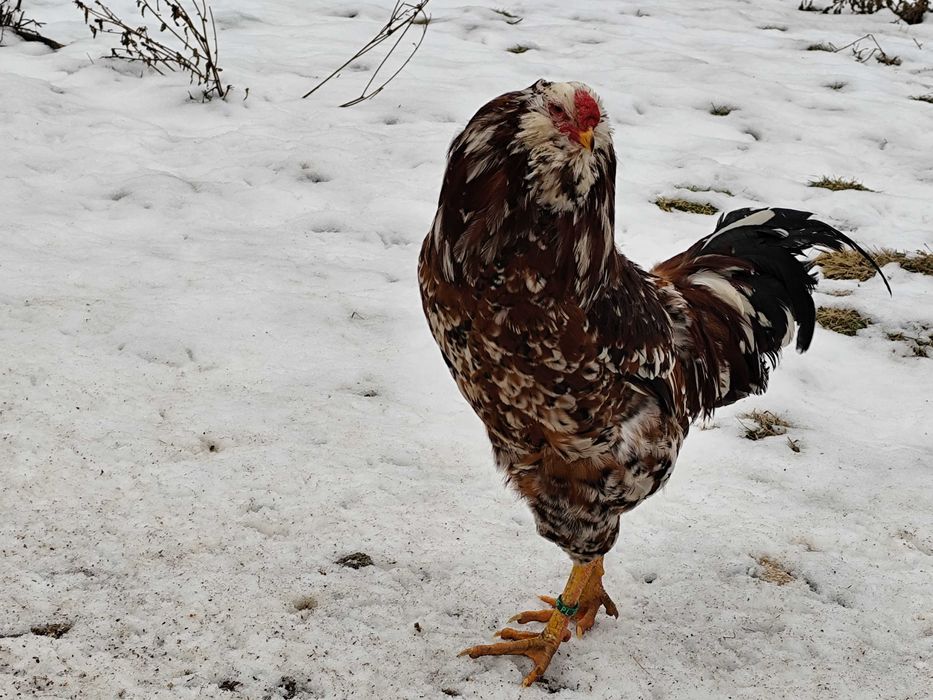 Orłowskie jaja lęgowe