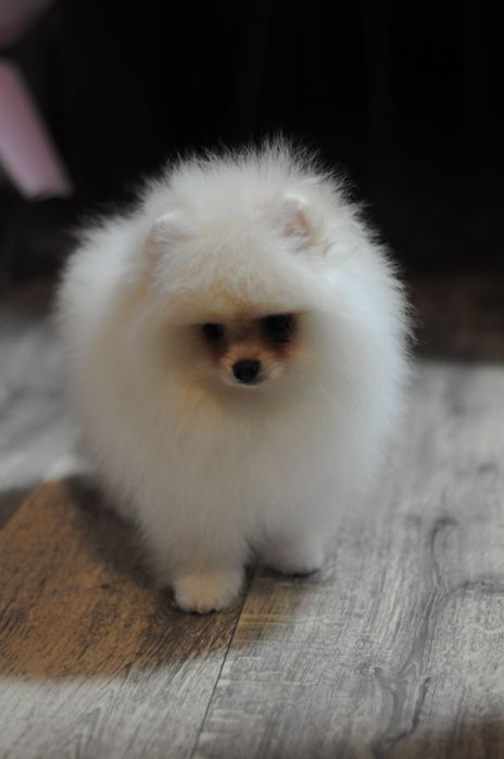 Міні VIP ведмедики