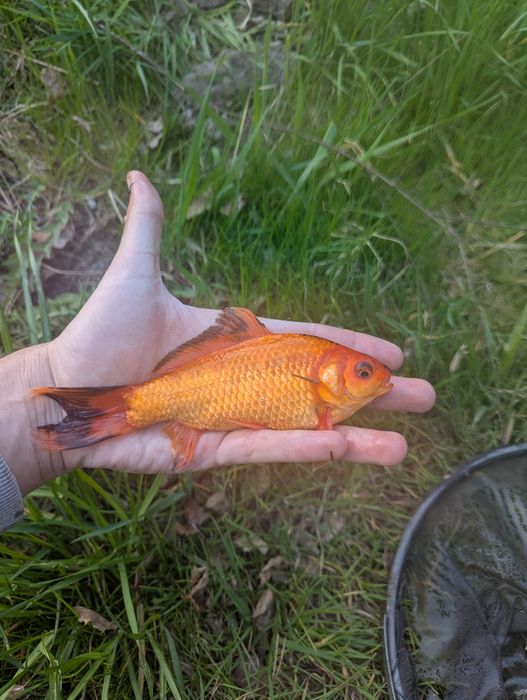 Karasie KOI 15-20cm