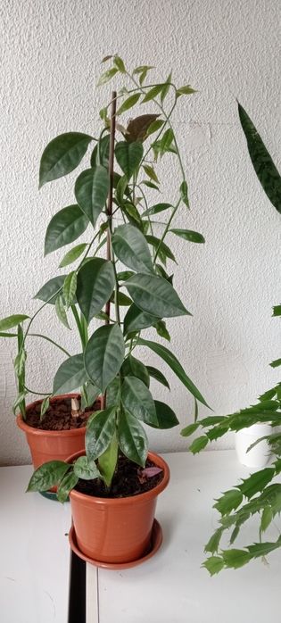 Planta oro pro nobis