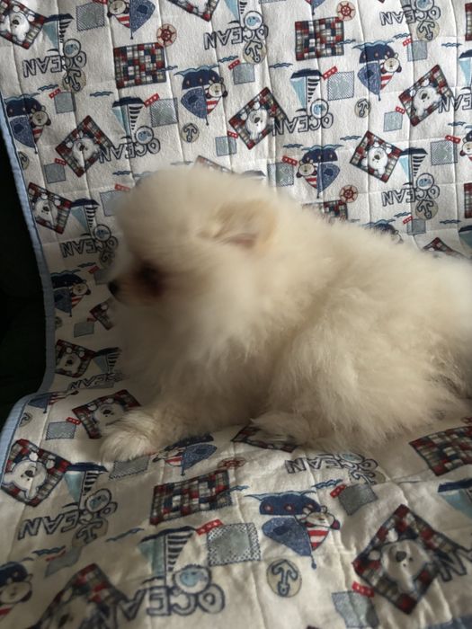 Шпиц померанский, родились 18 сентября