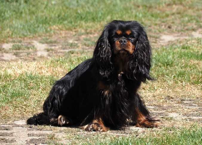 ZKwP - FCI - SUCZKA  Cavalier King Charles Spaniel