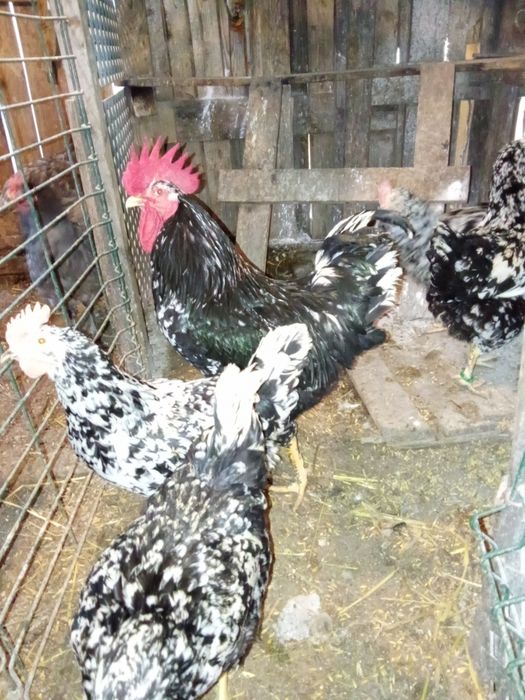 Ovos galados de galinha de raça