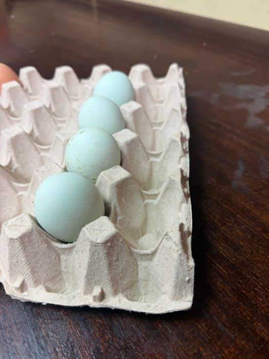 Ovos caseiros galados ( ótimos )