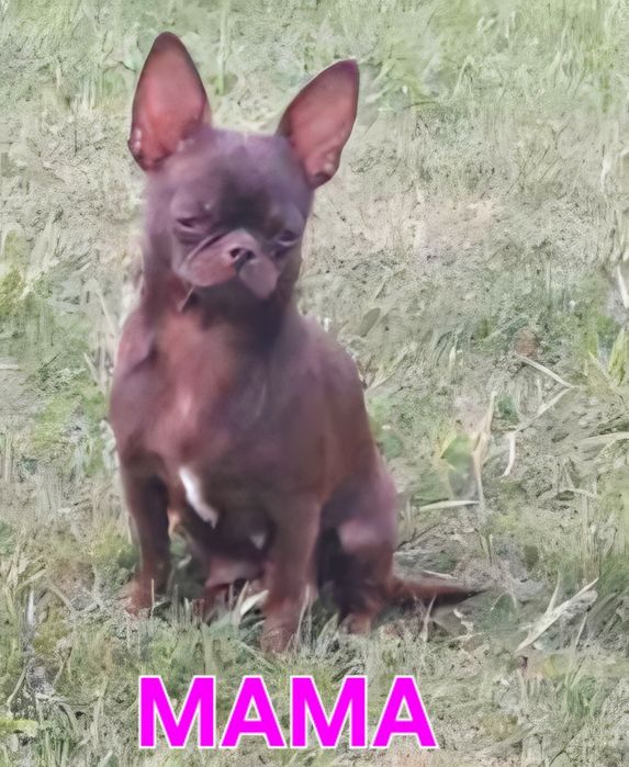Chihuahua mini płowy