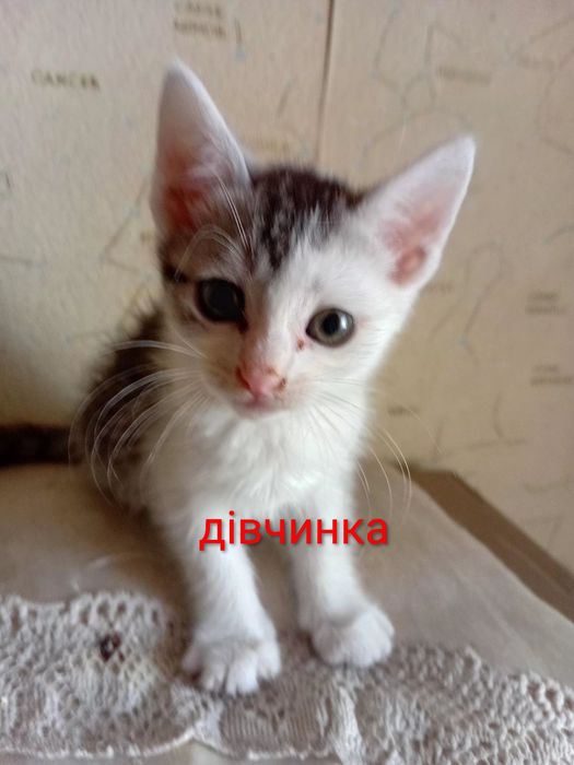 кошенята шукають родину