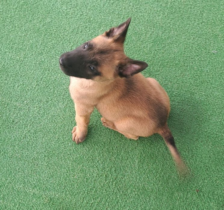 Owczarek belgijski Malinois - suczka
