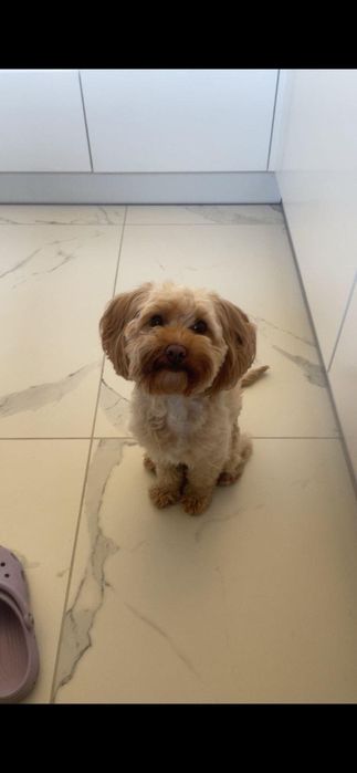 Suczka Cavapoo 4,5 roku