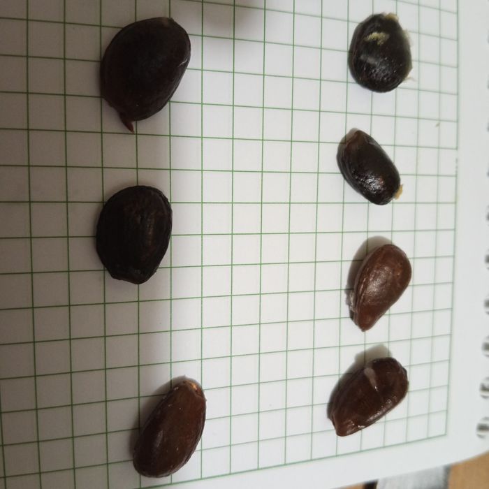 Семена Тенерифе -черримойя