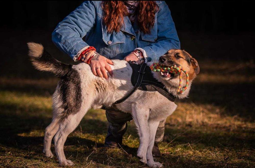 Kajtek porzucony szuka domu grzecznościowo -aktualne