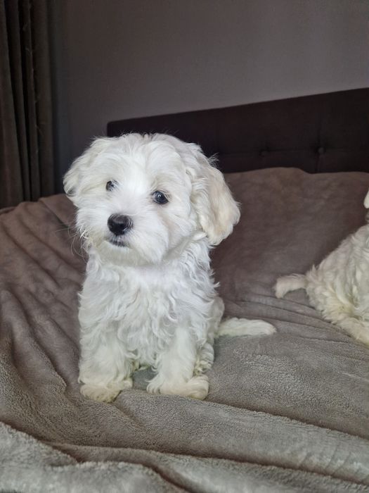 Maltańczyk Maltańczyki pieski