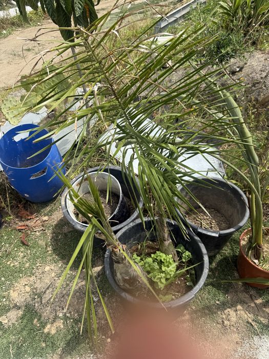 Planatas teopicais