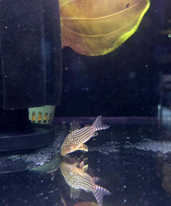 Kirysek sterby/ sterbai/corydoras sterbai