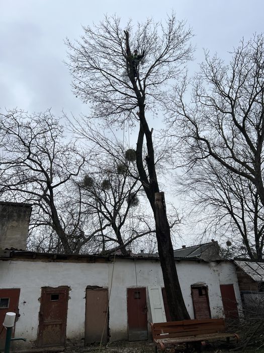 Зрізання дерев, чистка ділянок