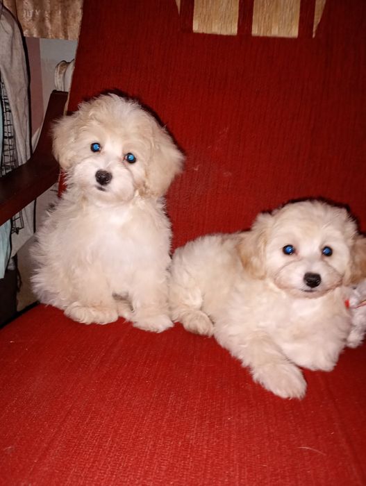 Мальчики мальтипу ф1