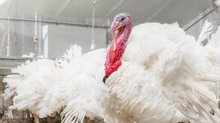 Яйце інкубаційне Індики Хайбріт