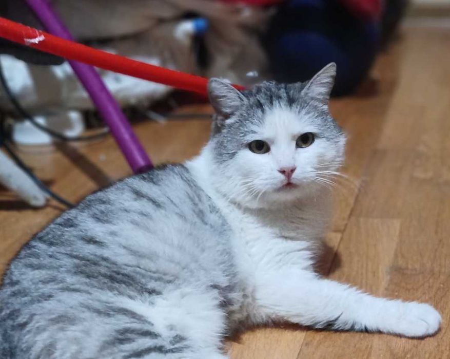 Кот Маркиз ищет семью, кастрирован