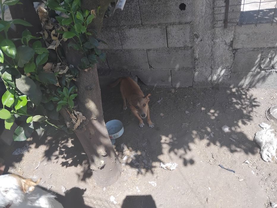 Podenga anã para adopção