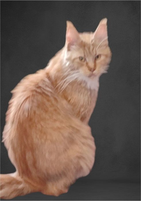 Кошка Мейн Кун  .