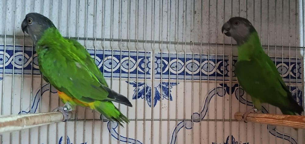 Papagaios de senegal de peito laranja