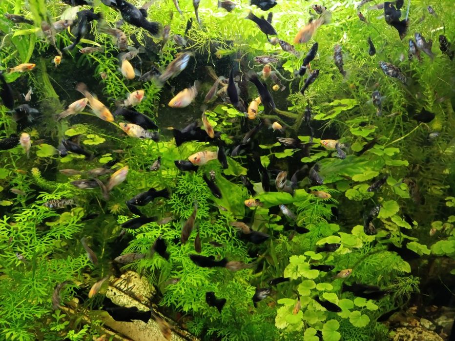 Molinezje młode dalmatynki