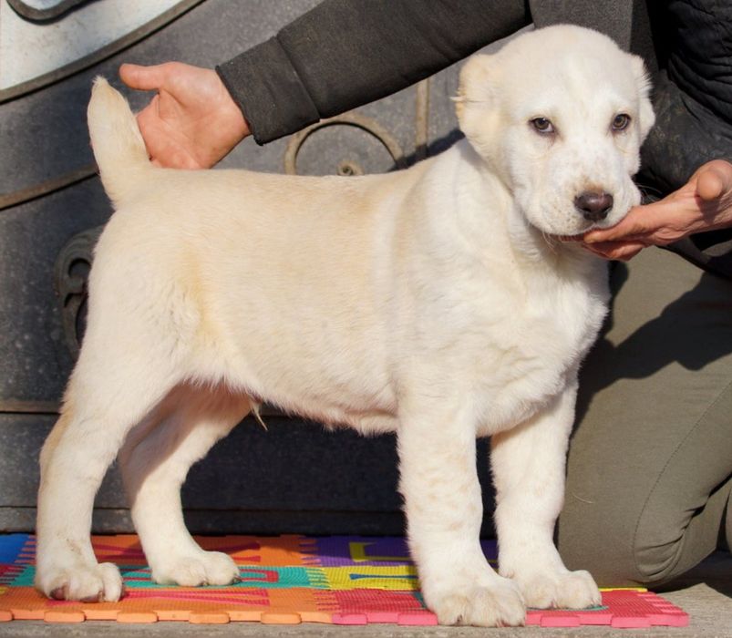 середнеазіатьська вівчарка, алабай цуценята