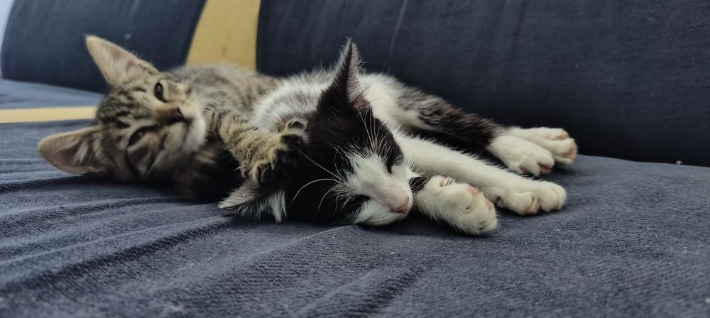 Dwa młode kotki do adopcji!!!