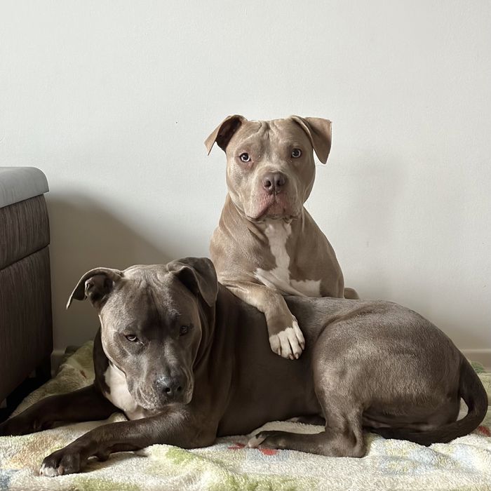 Domowa opieka nad psem, dyplomowany behawiorysta, hotel dla psa