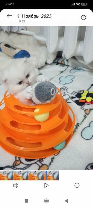 Персидкая шиншилла мальчик