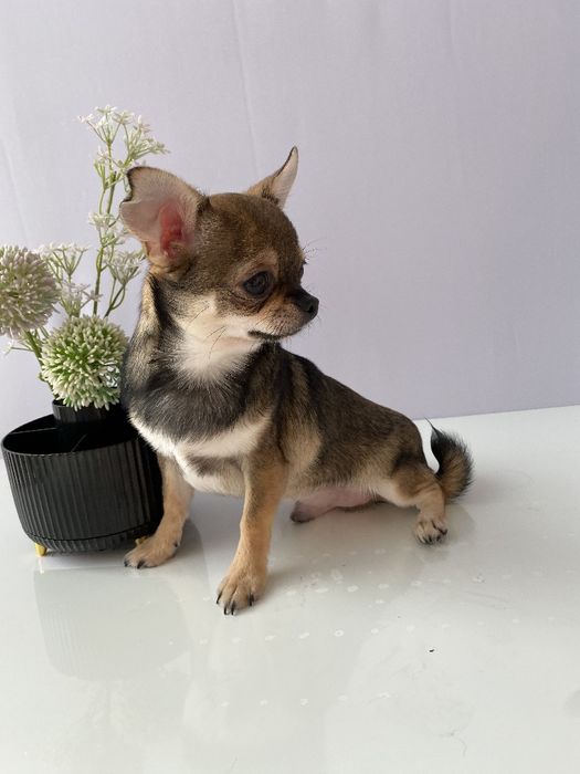 Чіхуа хлопчик гарнесенький