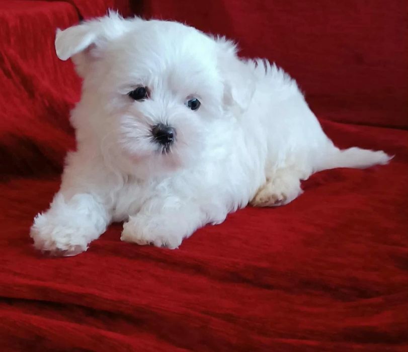 Bichon maltês disponível