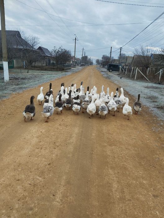 Гуси на розвод очень хорошие