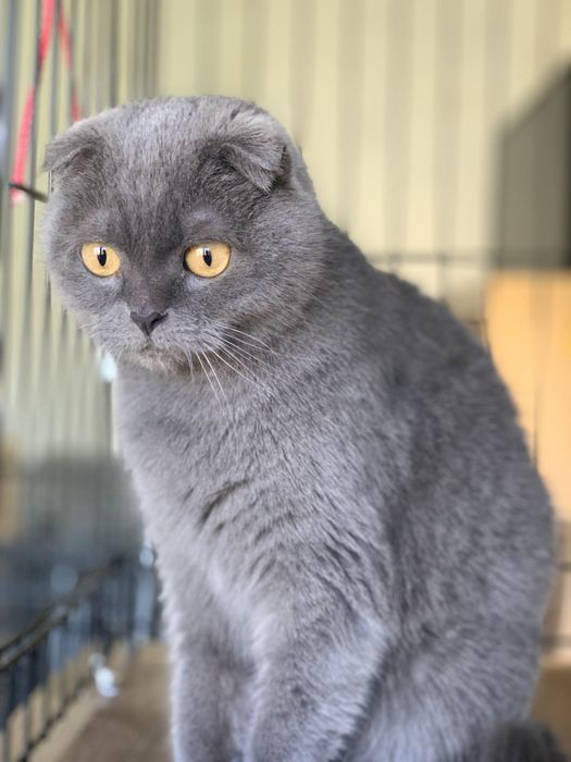 Передержка круглосуточно от 75 грн коти,собаки,гризуни