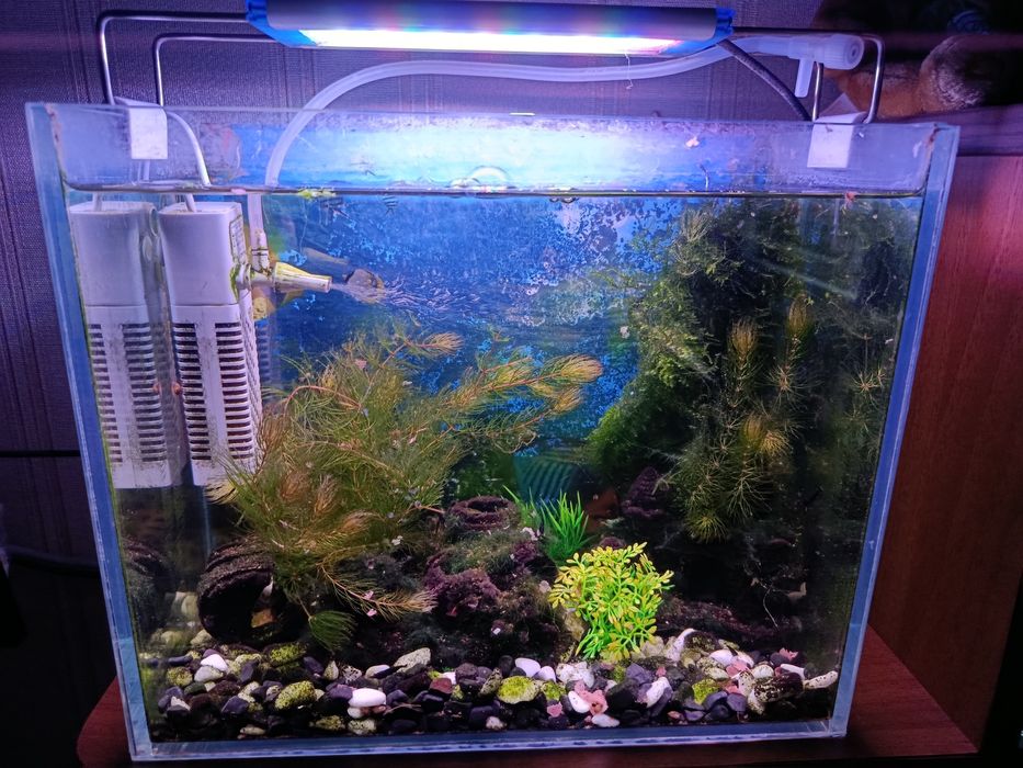 ПРОДАМ акваріум з креветками