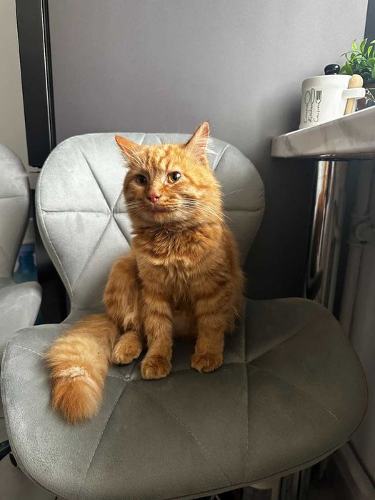 Руденький котик шукає дім